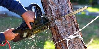 Best Pest Control for Lawns  in South Whitley, IN