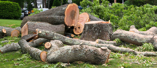 Best Tree Risk Assessment  in South Whitley, IN
