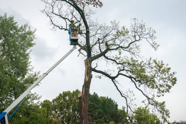 Best Hazardous Tree Removal  in South Whitley, IN
