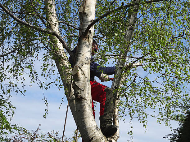 Reliable South Whitley, IN Tree Care Solutions