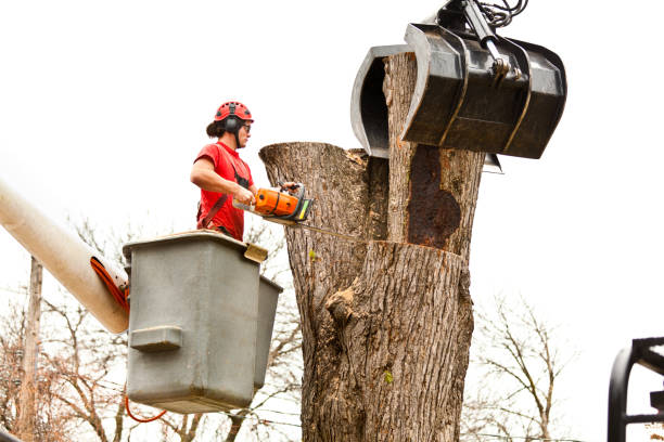 Best Commercial Tree Services  in South Whitley, IN